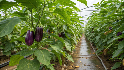 Brinjal hanging on tree in garden, Brinjals on tree branch in greenhouse in natural view