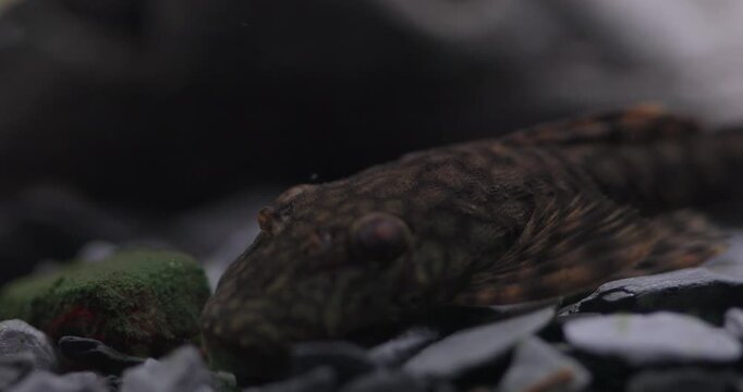 Several aquarium background scenes, freshwater Madre De Dios catfish. Close-ups of the algae eating Ancistrus fish from different angles.