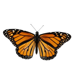 Fototapeta premium Monarch butterfly wings spread isolated on a transparent background