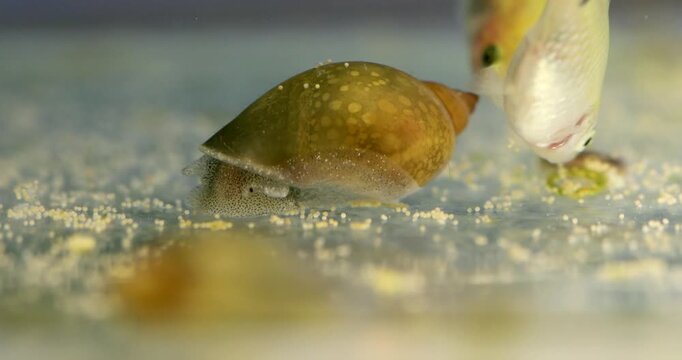 A Physa snail on the bottom of a freshwater aquarium. Two young aquarium fish Barb Pethia Conchonius are eating food, decapsulated Artemia eggs that have fallen to the bottom of the tank.