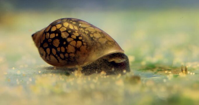 A Physa snail slowly crawls along the bottom of a freshwater aquarium tank, looking for a food and microorganisms. Close-up gastropod mollusc with spotted brown pattern
