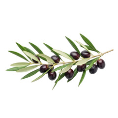 Fototapeta premium Olive branch with dark purple olives isolated on a transparent background