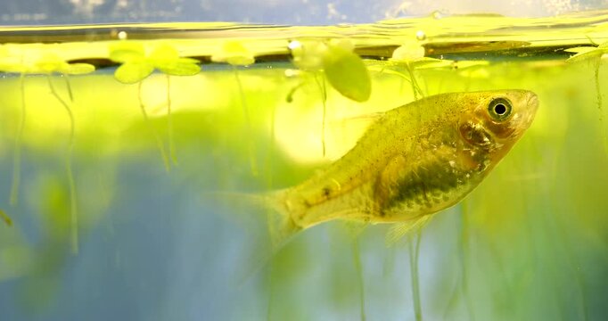 Freshwater aquarium fish Pethia Conchonius  with gold color scales. The tropical fish Barb breathes near the surface of the water. A close-up of a freshwater animal, floating plants background.