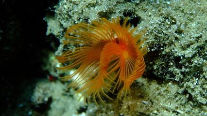 Polychaeta Smooth tubeworm or red-spotted horseshoe (Protula tubularia) undersea, Aegean Sea, Greece, Halkidiki, Pirgos beach
