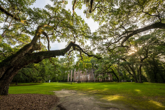 Oak trees surrounding Old Sheldon Church ruins in South Carolina 