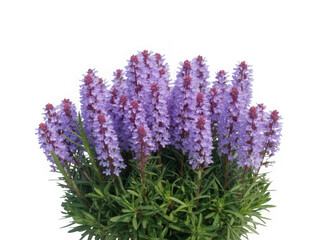 Naklejka premium A cluster of delicate purple lavender flowers with green stems isolated on transparent background