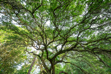 Looking up from underneath a large oak tree 