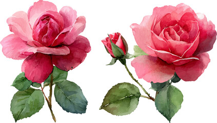 pink rose isolated on white background