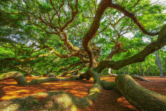low angle of a large ancient oak tree with spiraling branches 