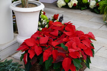 Red poinsettia flowers sold for Christmas