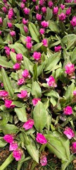 Bright pink ginger flowers. Flowering plant.