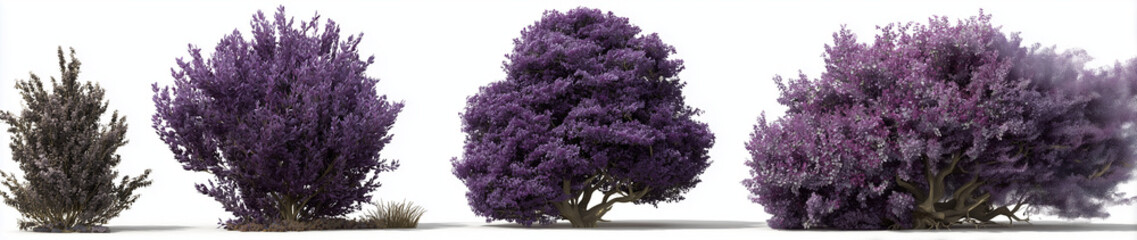 Obraz premium 3 realistic trees in different sizes, white background