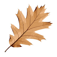 Fototapeta premium Brown oak leaf on white background in autumn season 