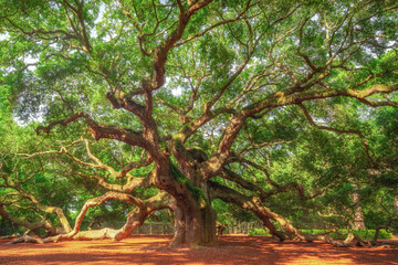 Massive Angel Oak tree in south carolina on a sunny day