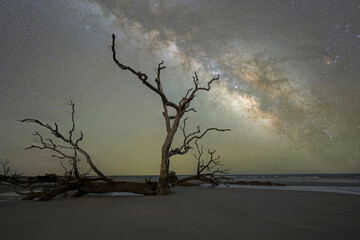 Milky Way Galaxy rising behind dead trees at Hunting Island State Park 