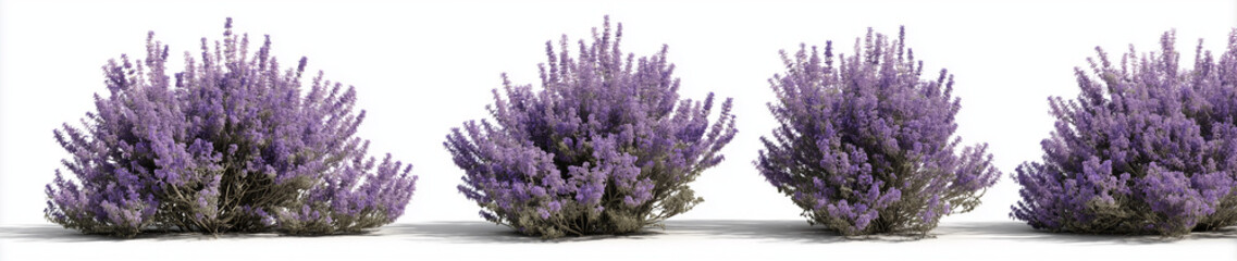 Fototapeta premium 3 realistic trees in different sizes, white background