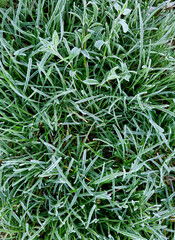 Green grass covered with frost, close-up. Natural background. 