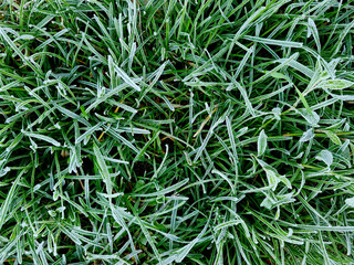 Green grass covered with frost, close-up. Natural background. 