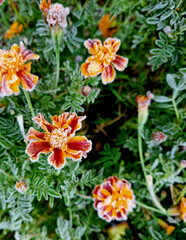 Frosted Marigold (Tagetes erecta) flowers. Natural background.