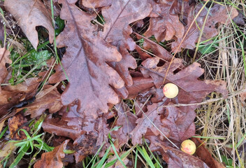 A close-up of a gall, an Oak apple, on oak leaves. Autumn background.