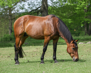 Fototapeta premium Elegant brown horse grazing peacefully on lush green pasture, embodying freedom and natural beauty, perfect for equestrian themes