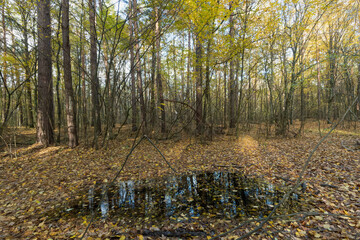 Reflection in a puddle of an autumn forest