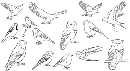 Obraz premium Collection of various bird illustrations, including eagle, owl, sparrow, and swallow