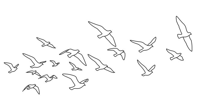 A flock of birds flying in the sky, a simple black and white line drawing