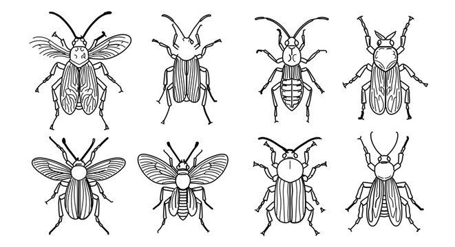 Collection of beetle illustrations in black and white line art, showcasing different species