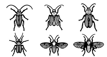 Collection of hand drawn insect, perfect for educational or decorative purposes