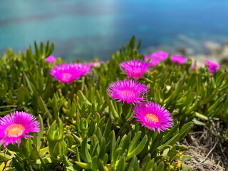 Obraz premium purple flowers in the field