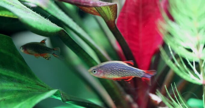 Freshwater aquarium plants macro view. Swimming fish Galaxy Rasbora, danio margaritatus. Natural plants Echinodorus green red leaves. Close-up, shallow depth of field.