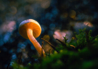 close up of a mushroom in the forest