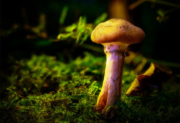 mushroom in the forest