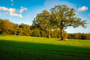 autumn landscape with tree