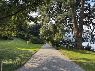 Tranquil Pathway Through Lush Green Park by the Lake