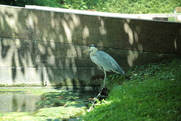 Naklejka premium Grey heron standing near pond in green park