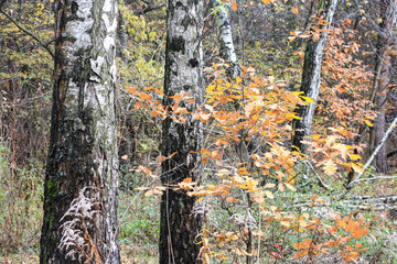 beautiful scene with birches in yellow autumn birch forest