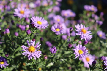 Chamomile aster flower close-up