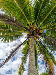 Obraz premium Looking Up at Palm Tree