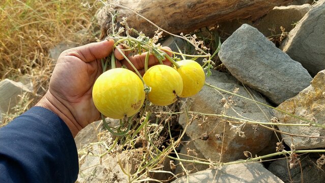 Close up photograph of single ripe wild colocynth fruit outdoors