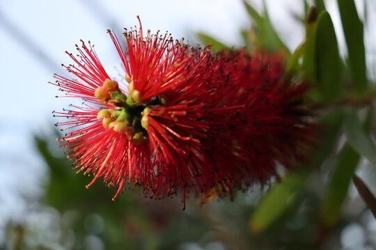 Callistemon (Bottlebrush) flower close-up