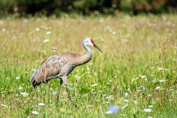 Obraz premium Wild Sandhill Crane steps through tall grass and wildflowers in a sunny Waukesha County, Wisconsin meadow.