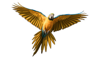 Fototapeta premium Blue and gold macaw parrot flying with wings spread isolated on transparent background