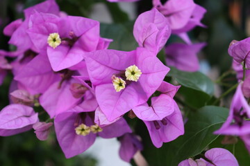 Bougainvillea flower close-up