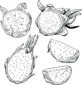 Hand Drawn Dragon Fruit Sketch - Tropical Fruit Illustration