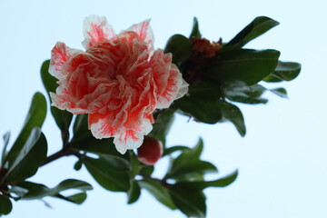 Pomegranate flower (Punica granatum) in Italy