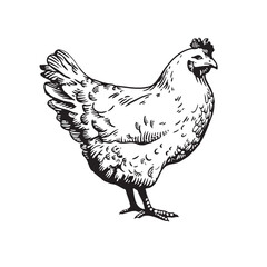Vintage Hand-Drawn Hen Illustration in Woodcut Engraving Style