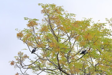 Crow sitting on a tree branch in autumn season, Thailand.