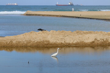 White heron and cormorant on the shore of the sea